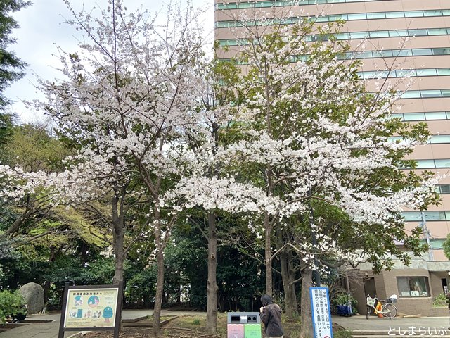 東池袋中央公園 桜