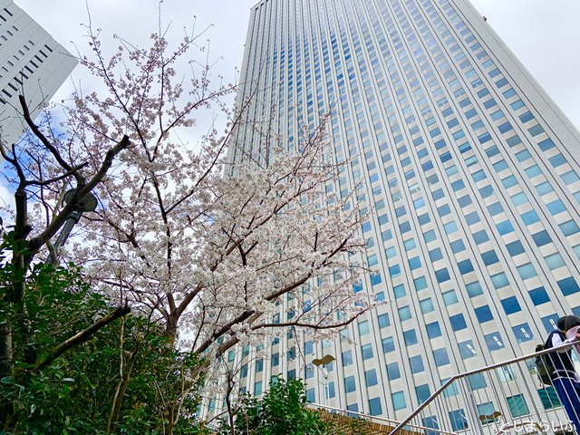 東池袋中央公園 サンシャイン側の桜