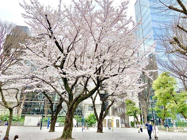 東池袋公園 桜