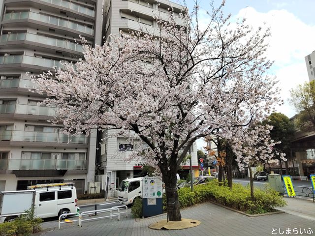 日出町第二公園 お花見