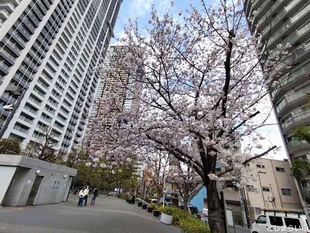 日出町第二公園 桜