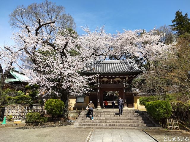 池袋 法明寺 お花見