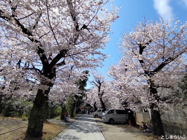 豊島区 法明寺 桜のトンネル