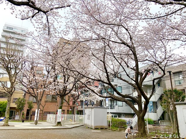 東池袋二丁目第3公園 桜