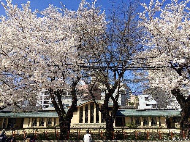 自由学園明日館 桜