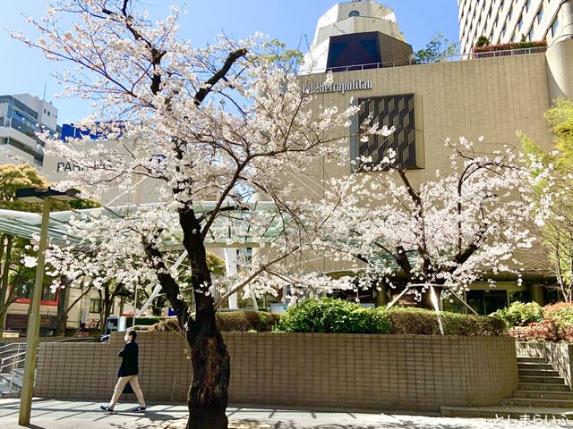 ホテルメトロポリタン池袋 桜