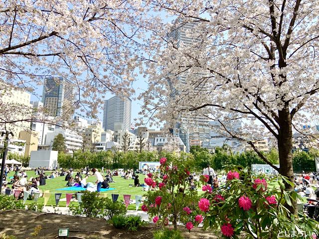 南池袋公園の桜