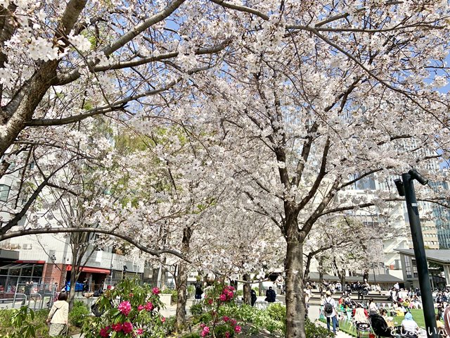 南池袋公園 花見日和