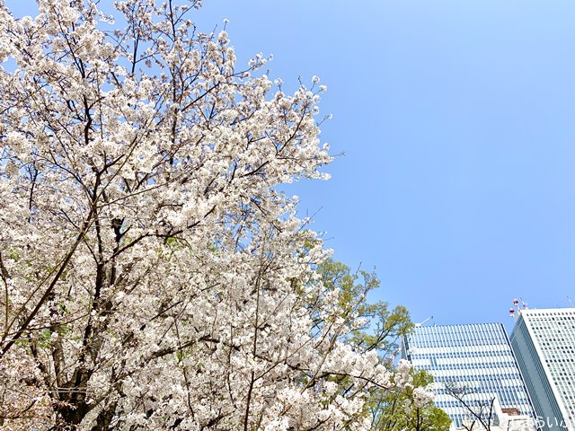 南池袋公園 桜とビルと青空