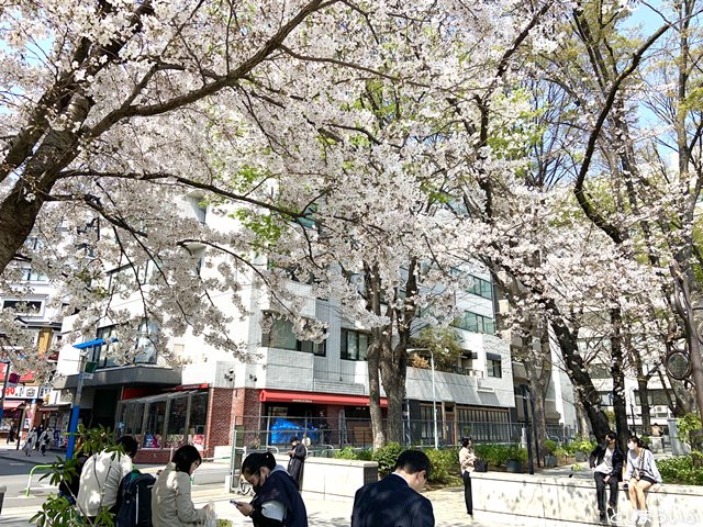 南池袋公園の入口近くの桜