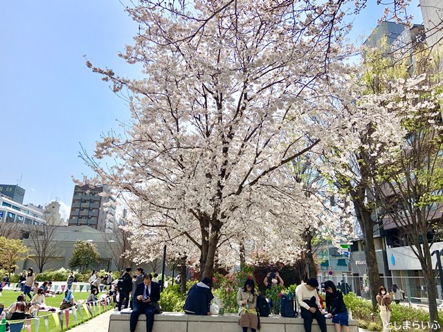 南池袋公園の桜の下でくつろぐ人々