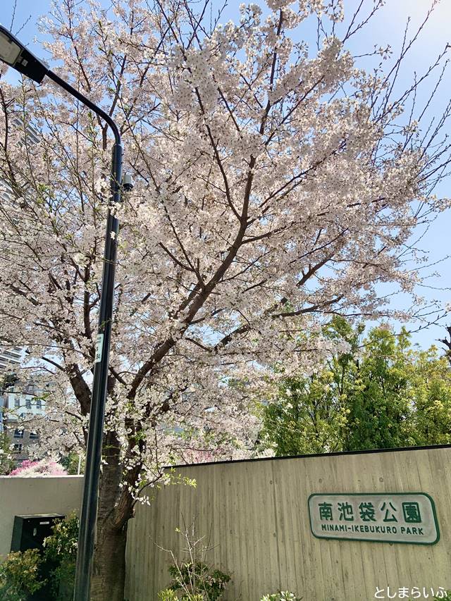 南池袋公園 グリーン大通り側の桜