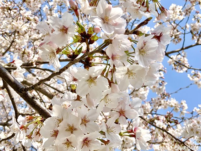 南池袋公園 ソメイヨシノ