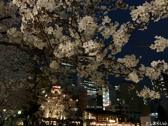 南池袋公園 夜桜ライトアップ