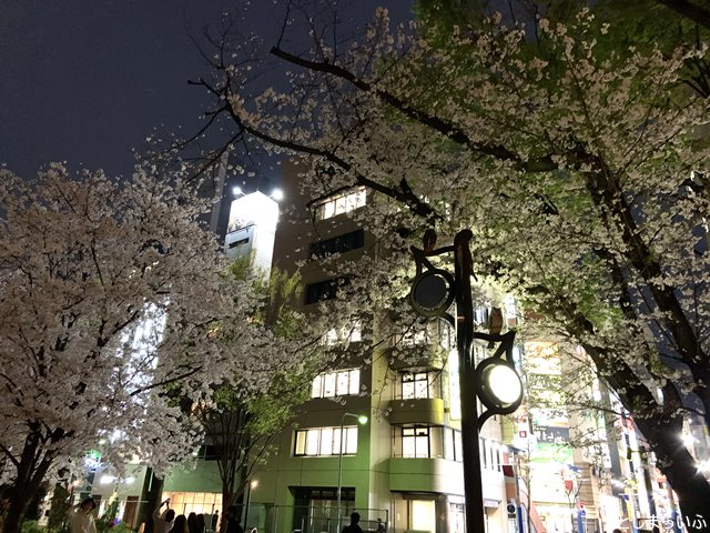 南池袋公園 夜桜 花見