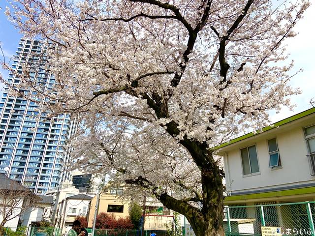 南池袋一丁目公園 桜