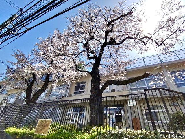 みらい館大明 桜