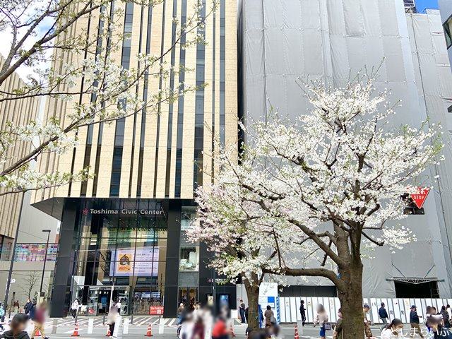 ハレザ池袋 桜