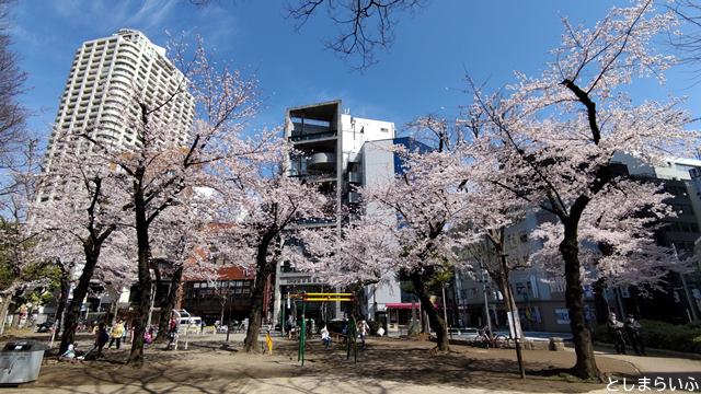 西池袋公園 お花見