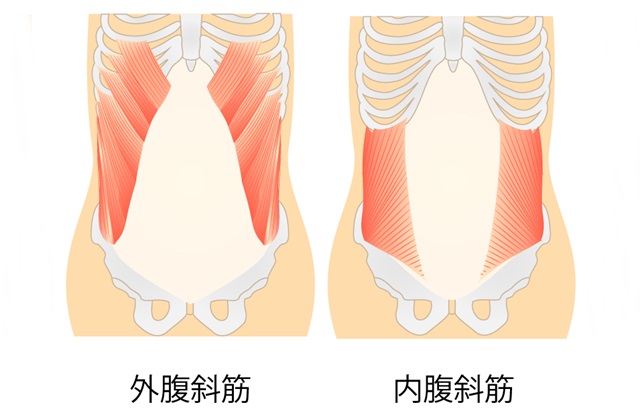 腹斜筋