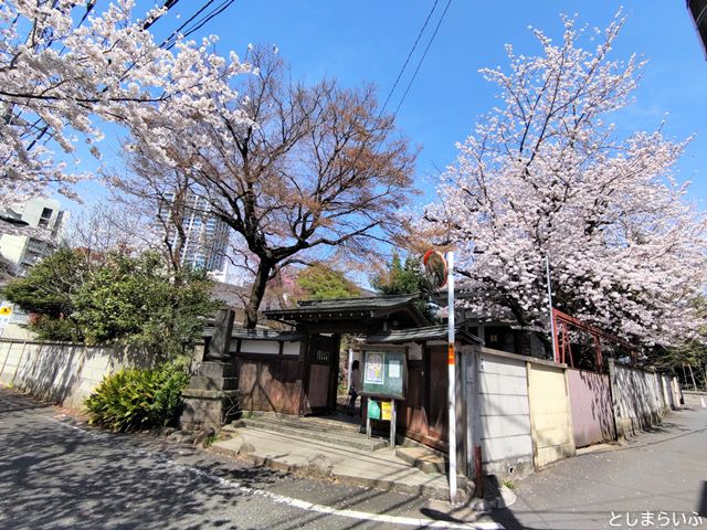 池袋 蓮光院 桜