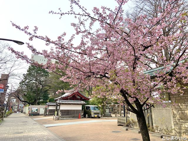 池袋 要町 祥雲寺 河津桜