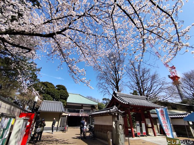 祥雲寺 桜