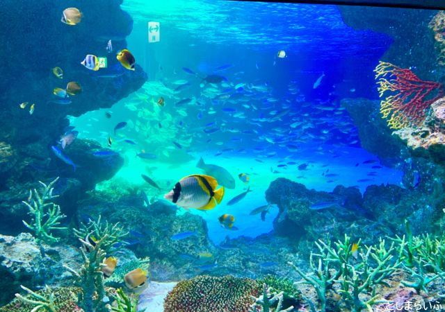 サンシャイン水族館 水槽の魚