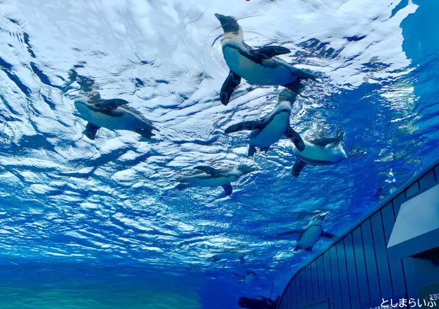 サンシャイン水族館 空飛ぶペンギン