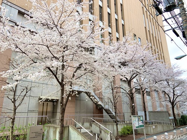 池袋 帝京平成大学 桜