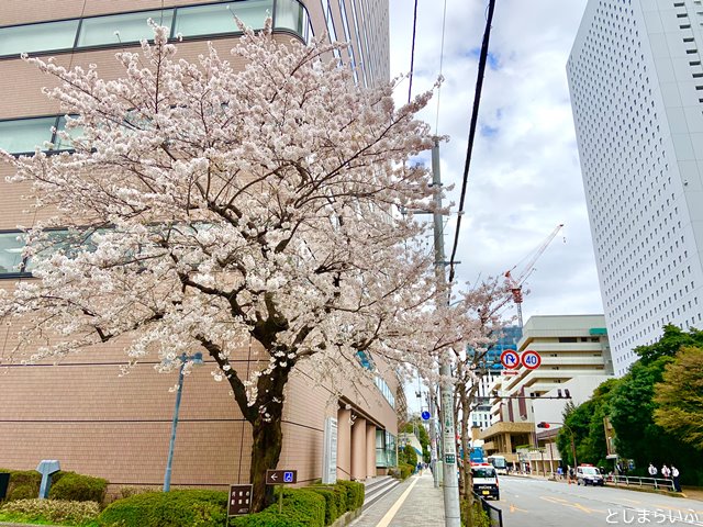 東池袋 サンシャイン前 桜